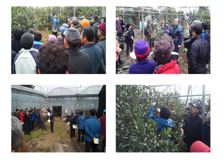 2015년 새해농업인 실용교육 【한라봉 정지·전정】